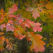 Autumn Leaves  by jgpittenger