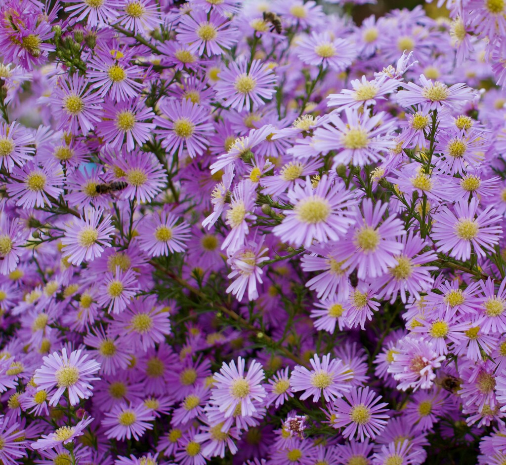 Michaelmas Daisies with Bees by philm666