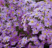 12th Oct 2023 - Michaelmas Daisies with Bees