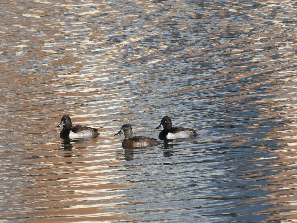 Ring-necked Ducks by rminer