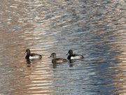 2nd Nov 2023 - Ring-necked Ducks