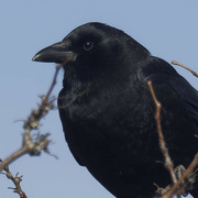 2nd Nov 2023 - American crow head