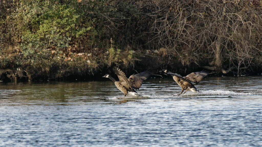 Canada geese landing by rminer