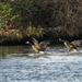 Canada geese landing by rminer