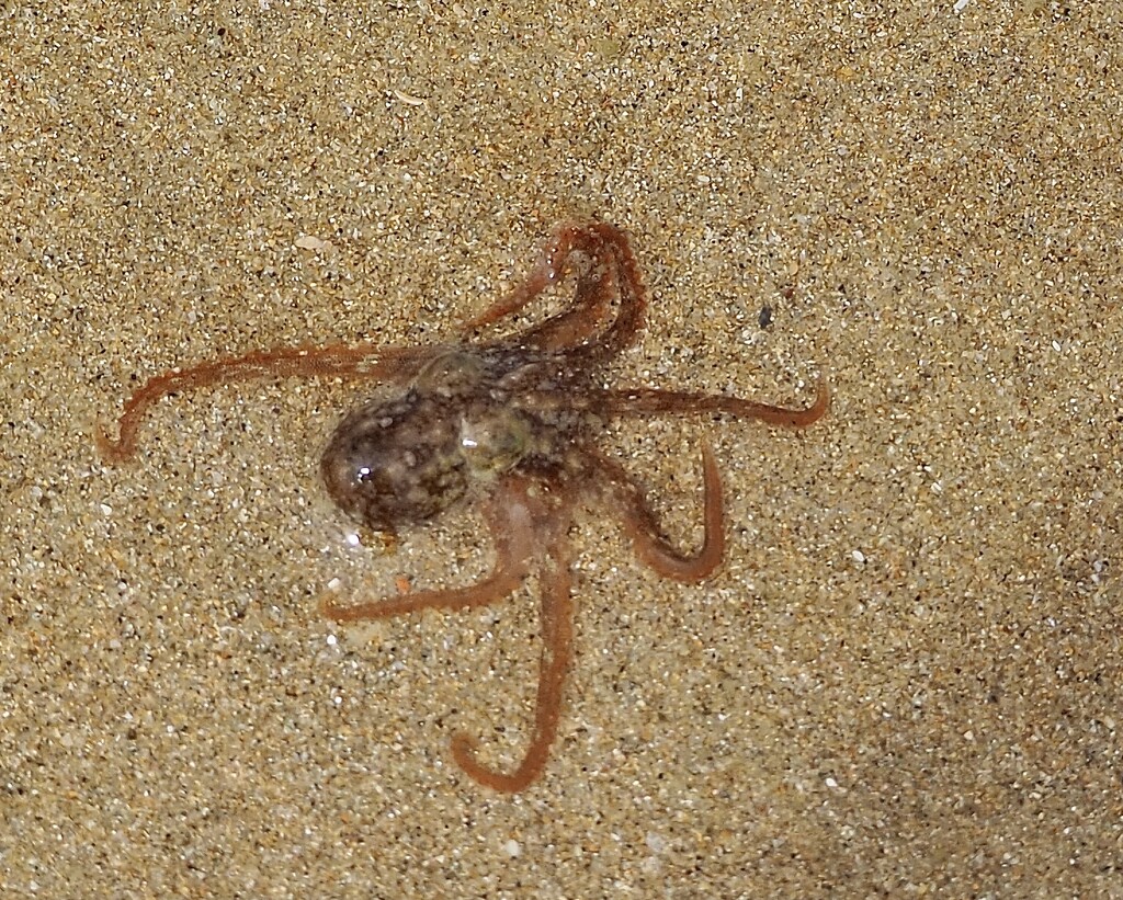 The smallest octopus I’ve ever seen (about the size of 10cents) I did pick it up to show Keith who was about 20’ away fishing  by Dawn