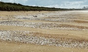 3rd Nov 2023 - So many shell banks along the beach following last weeks storm