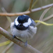 Coal Tit by lifeat60degrees