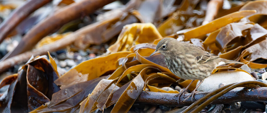 Rock Pipit by lifeat60degrees