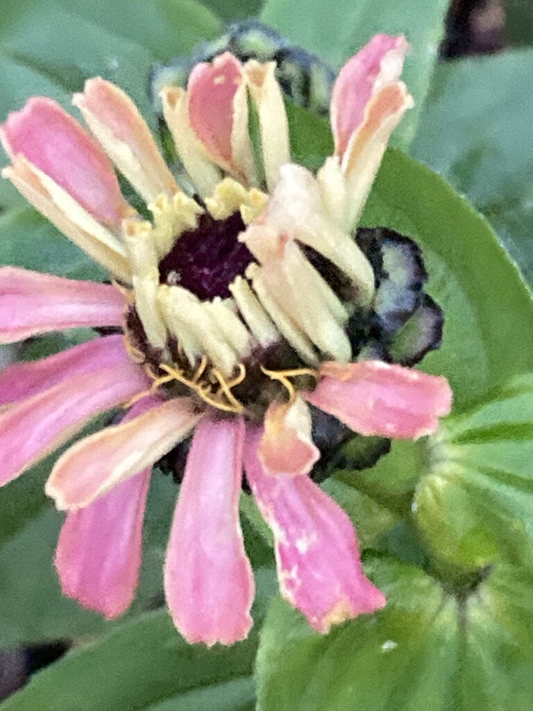 Zinnia Flower  by cataylor41