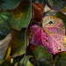 Autumn Heart by berelaxed