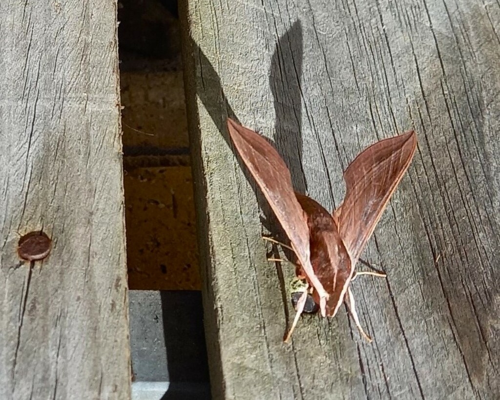 Beautiful & Interesting Moth ~  by happysnaps