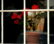 2nd Nov 2023 - Schoolhouse Geranium