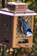 1st Nov 2023 - White-breasted Nuthatch
