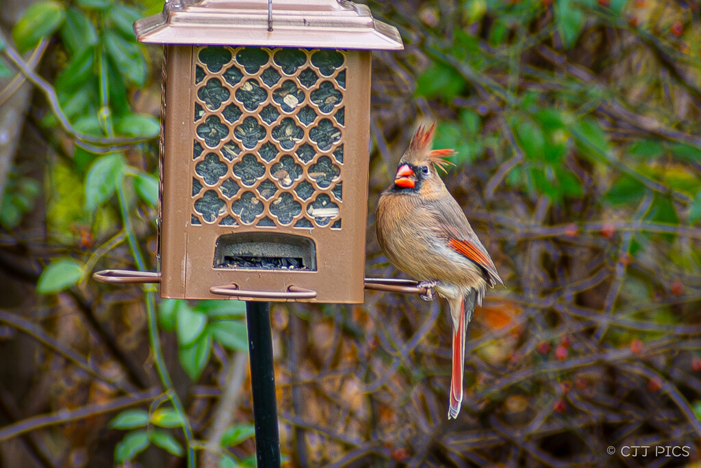 Mrs Cardinal by lifeisfullofpictures