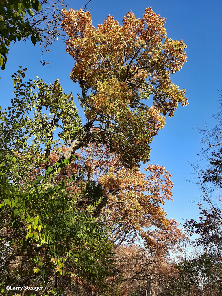 Fall color up high by larrysphotos