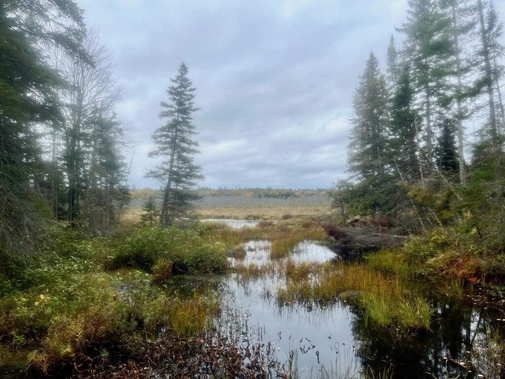 The Beaver Pond by sunnygreenwood