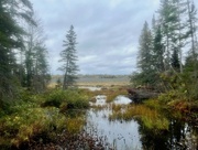 12th Oct 2023 - The Beaver Pond