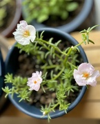 2nd Nov 2023 - Moss-rose purslane. Surprise bloom 🌸