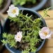 Moss-rose purslane. Surprise bloom 🌸 by eahopp