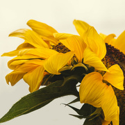 3rd Nov 2023 - Sunflower