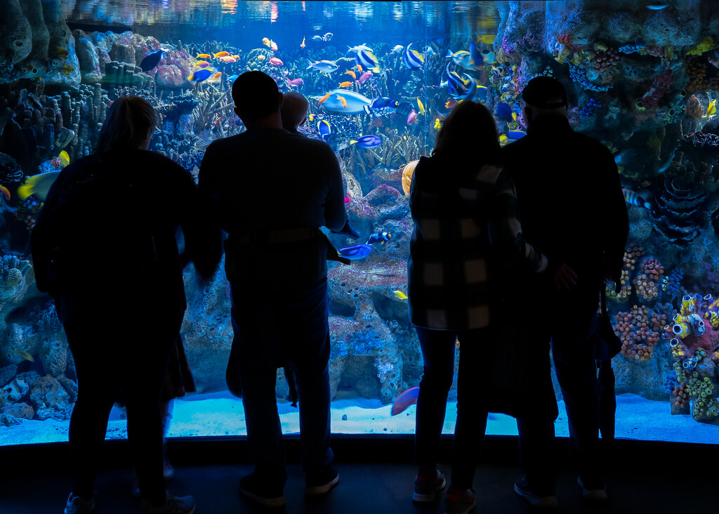 Aquarium Spectators by rosiekerr