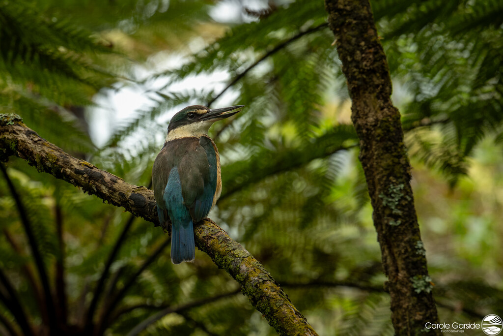 kingfisher by yorkshirekiwi