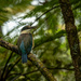 kingfisher by yorkshirekiwi
