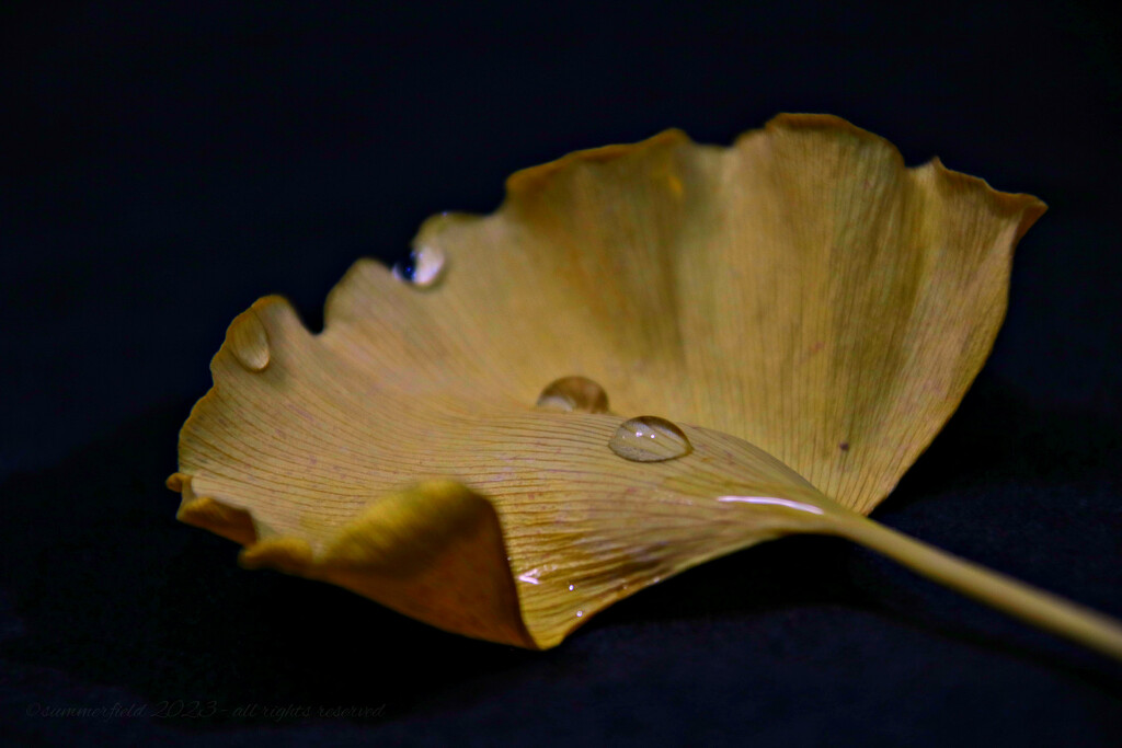 the leaf of a gingko tree by summerfield