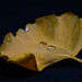 the leaf of a gingko tree by summerfield