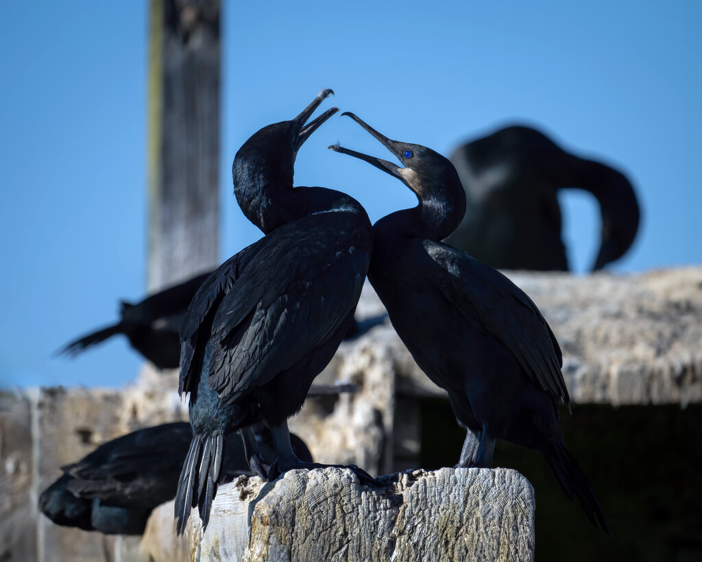 Brandt's Cormorants by nicoleweg