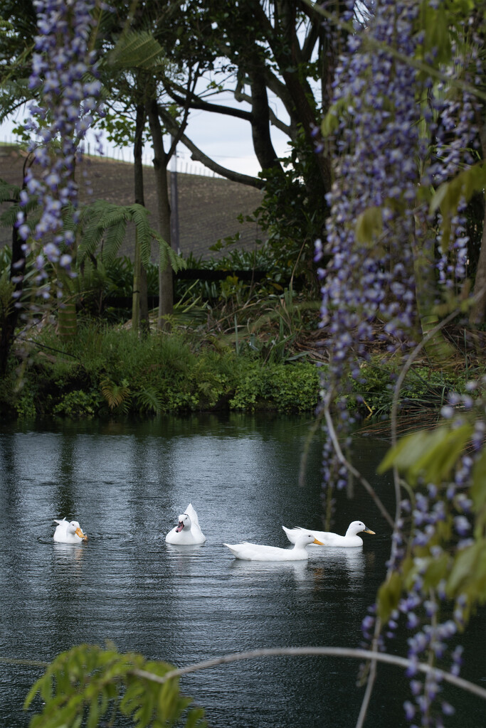 The duck pond by dkbarnett