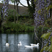 The duck pond by dkbarnett