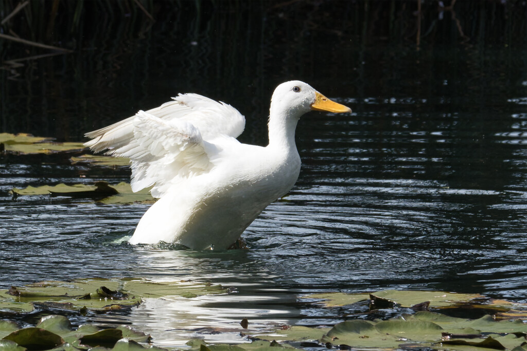 Duck pond by dkbarnett