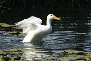 1st Nov 2023 - Duck pond