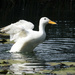 Duck pond by dkbarnett