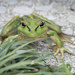 Frog by dkbarnett