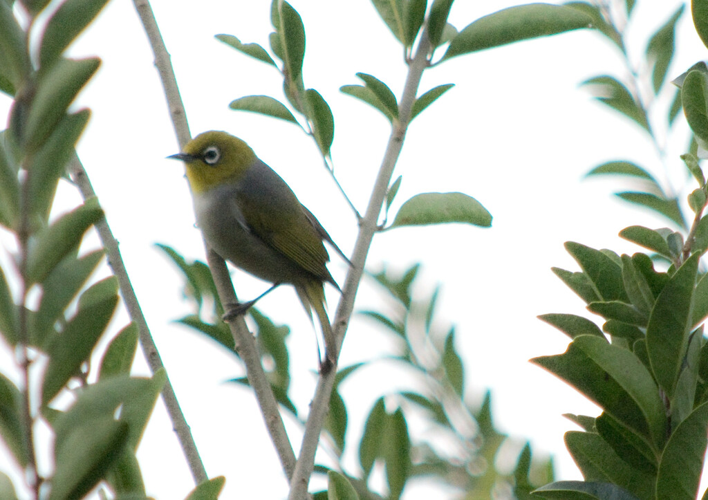 Bird 20 - Silvereye by annied