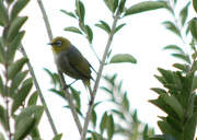 20th Oct 2023 - Bird 20 - Silvereye