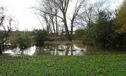 3rd Nov 2023 - Overflowing Pond