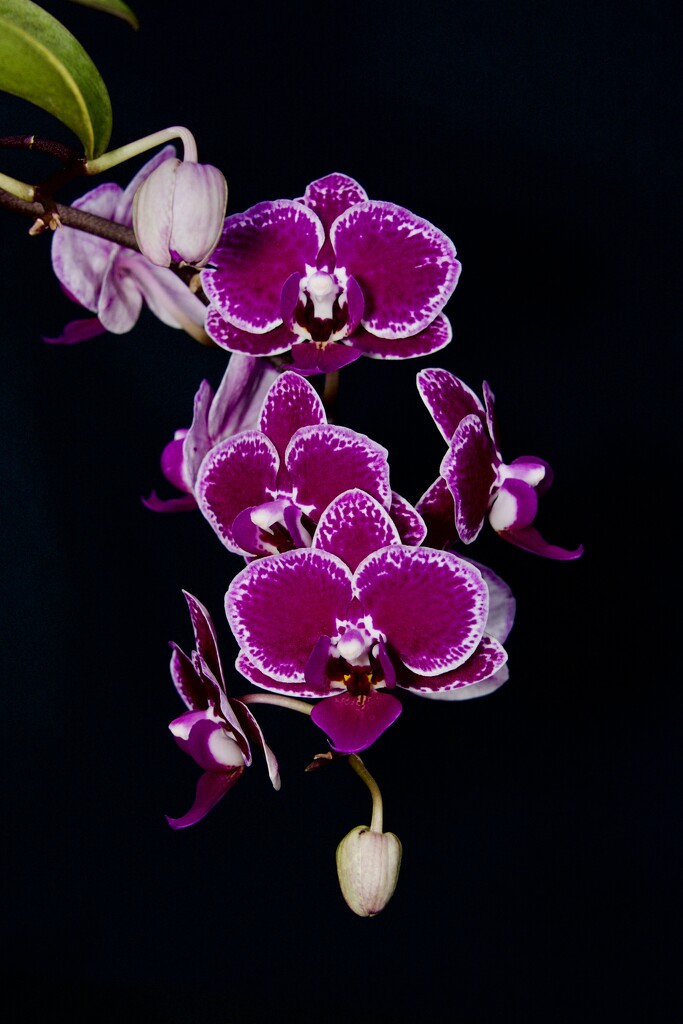 Orchids To The Rescue DSC_6635 by merrelyn