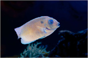 3rd Nov 2023 - Beautiful fish