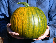 3rd Nov 2023 - Picking Pumpkins