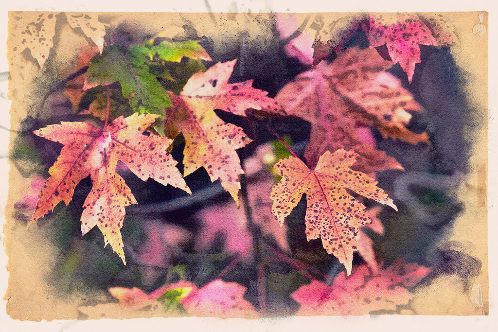Wabi Sabi Maple Leaves by gardencat