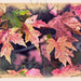 Wabi Sabi Maple Leaves by gardencat