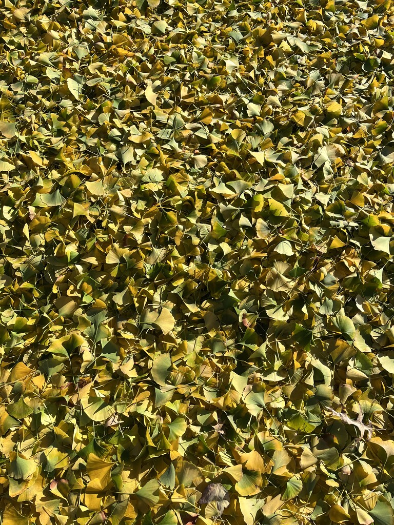 Ginkgo Biloba Leaves by pej76