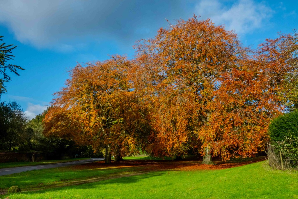 Autumnal Colours. by padlock