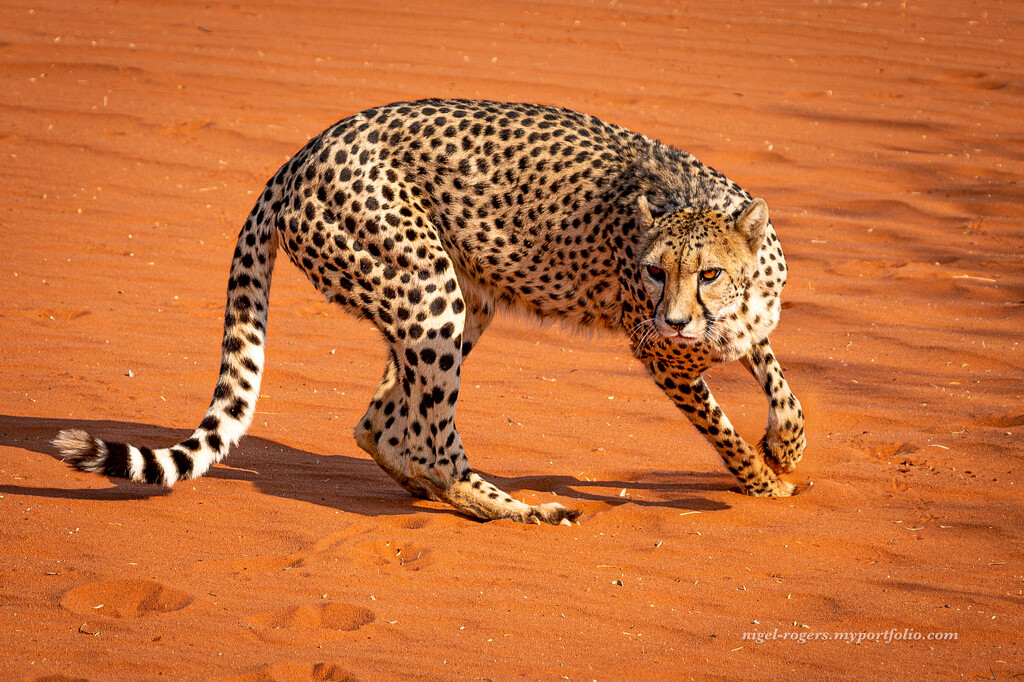 On the prowl by nigelrogers