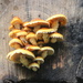 fungus time again by mariadarby