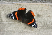7th Oct 2023 - Red Admiral