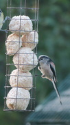 28th Oct 2023 -  long tailed tit on our feeder